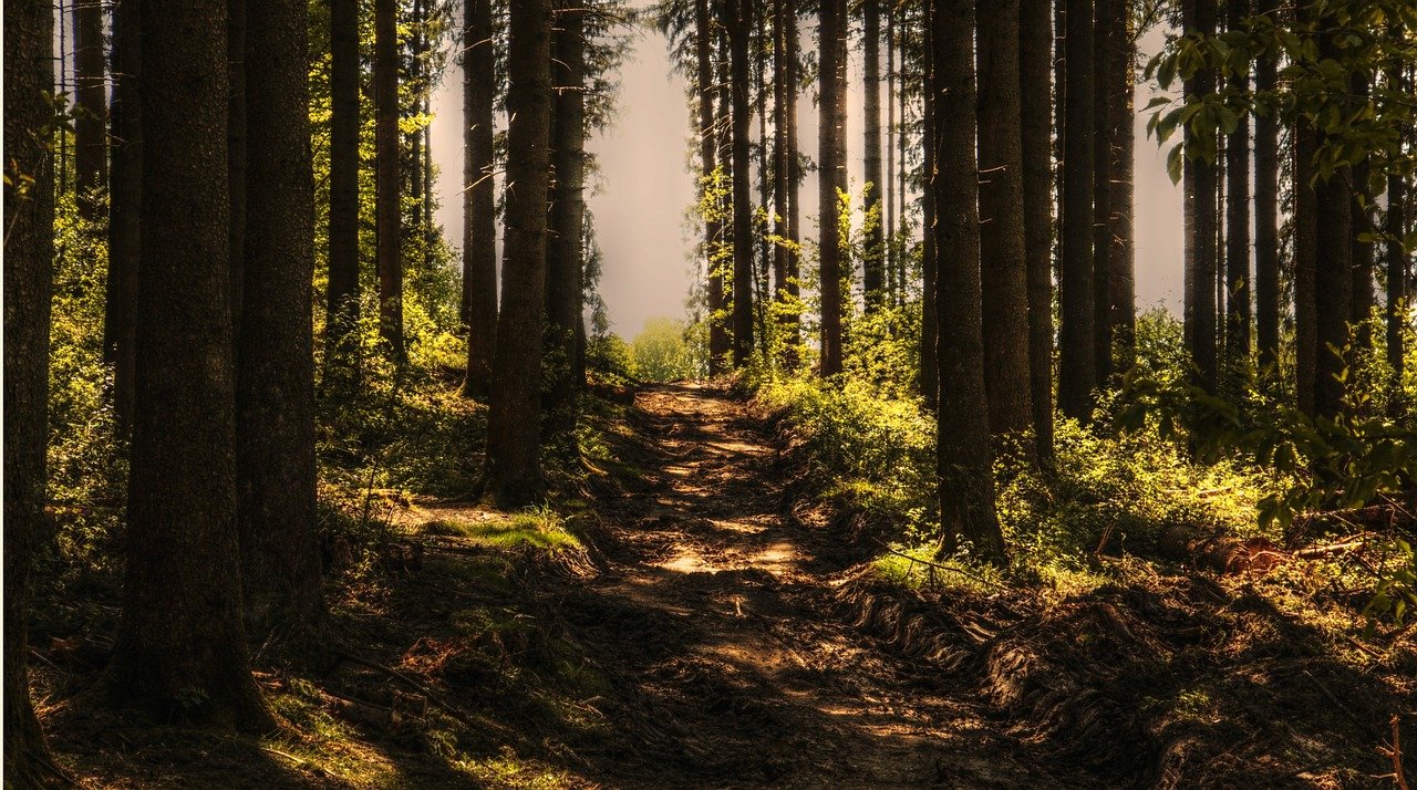 trees, forest, forest path